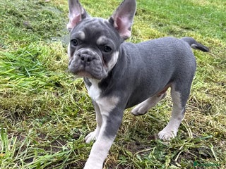 French Bulldog dogs French Bulldog Puppy - Boy - Advert 11
