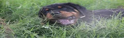 Rottweiler dogs for sale: Nicest home trained rottie pups in Wallasey - Advert 7