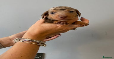 Dachshund dogs - Advert 8