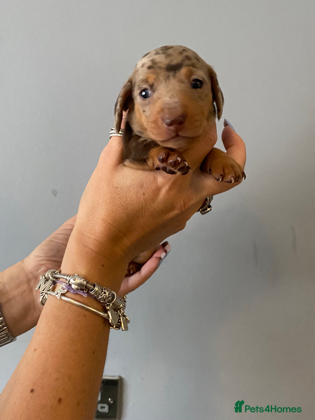 Dachshund dogs for sale: 6 little Dacshund puppies! 2 Dapples!  - Image 3