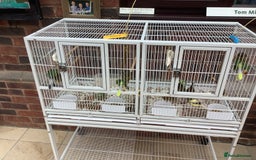 Canaries birds for sale: This years young birds  - Image 4