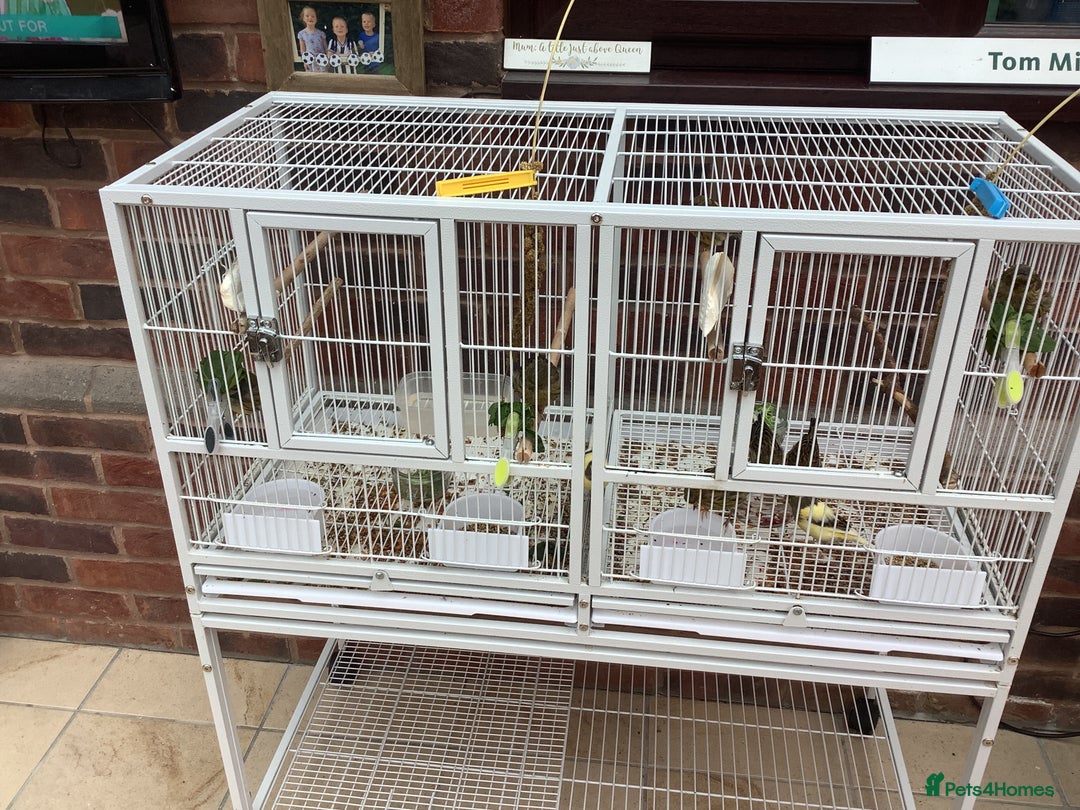 Canaries birds for sale: This years young birds  - Image 4