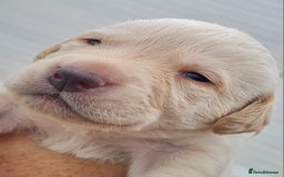 Labrador Retriever dogs for sale:  Beautiful, bouncing Pedigree Pups - Image 18