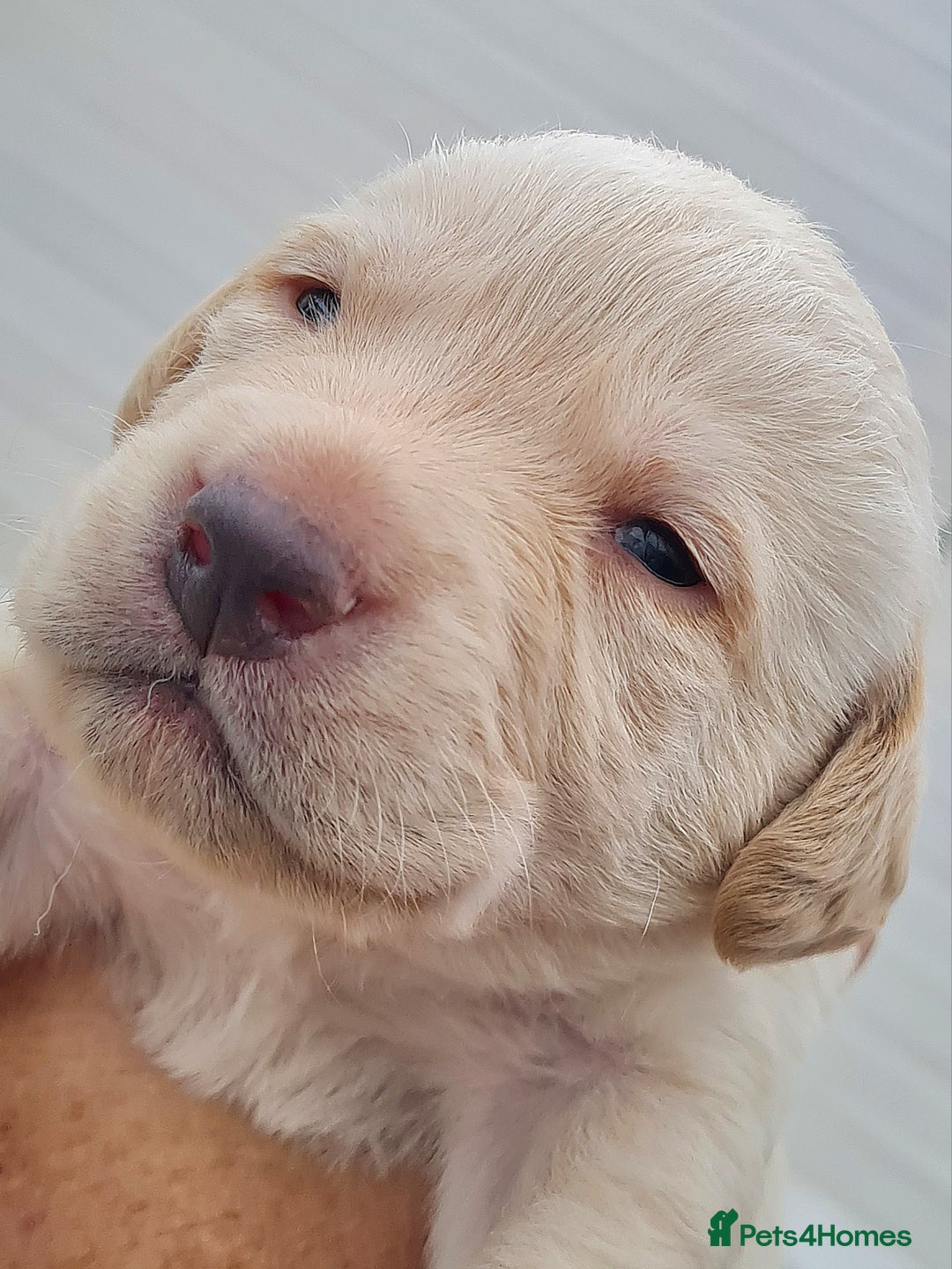 Labrador Retriever dogs for sale:  Beautiful, bouncing Pedigree Pups - Image 18