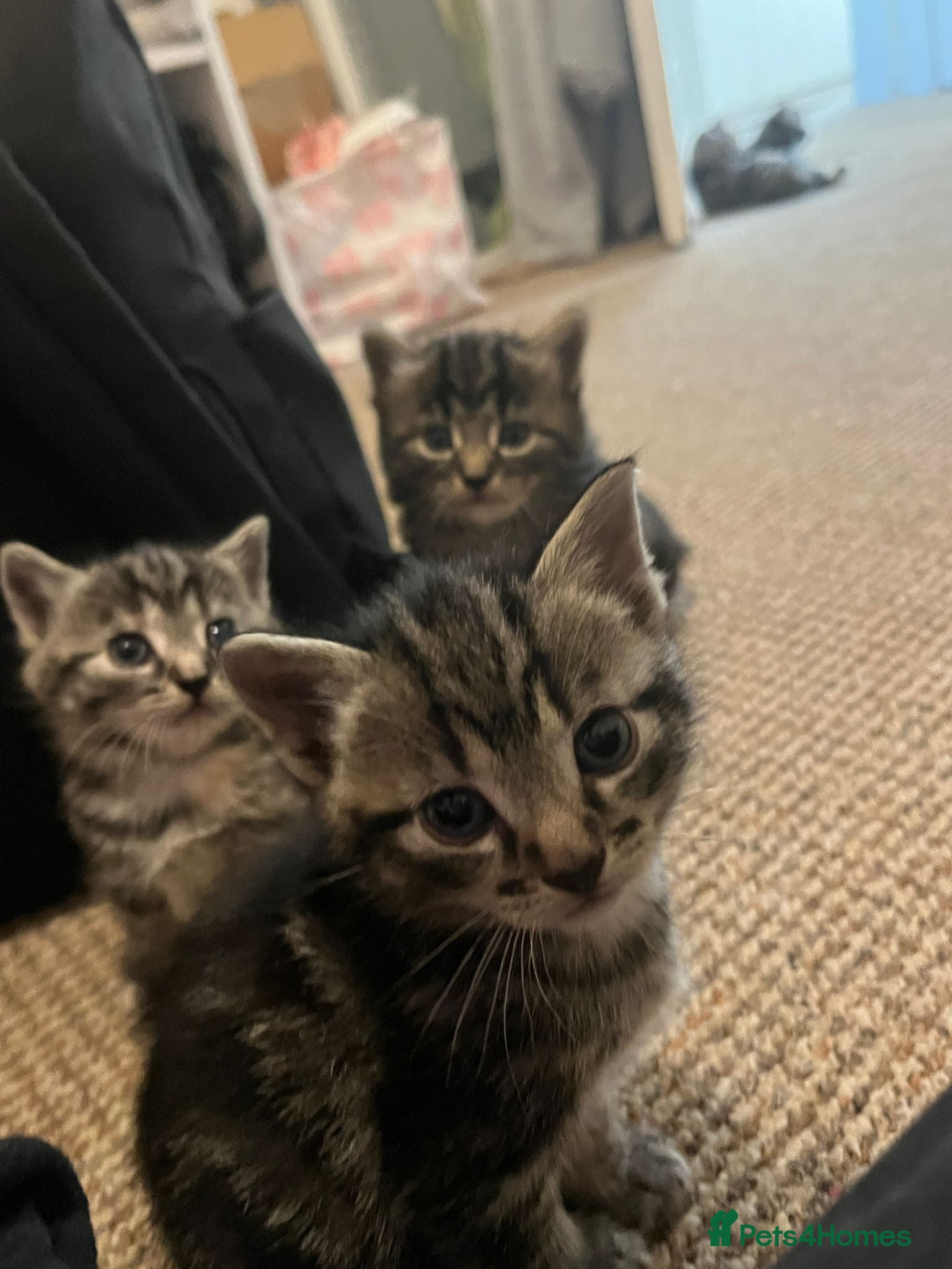 Mixed Breed cats Kitties for sale  - Advert 1