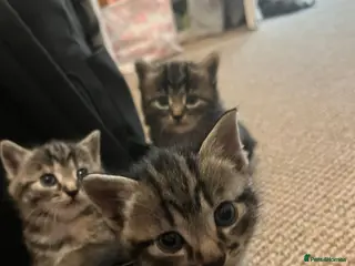 Mixed Breed cats Kitties for sale - Advert 1