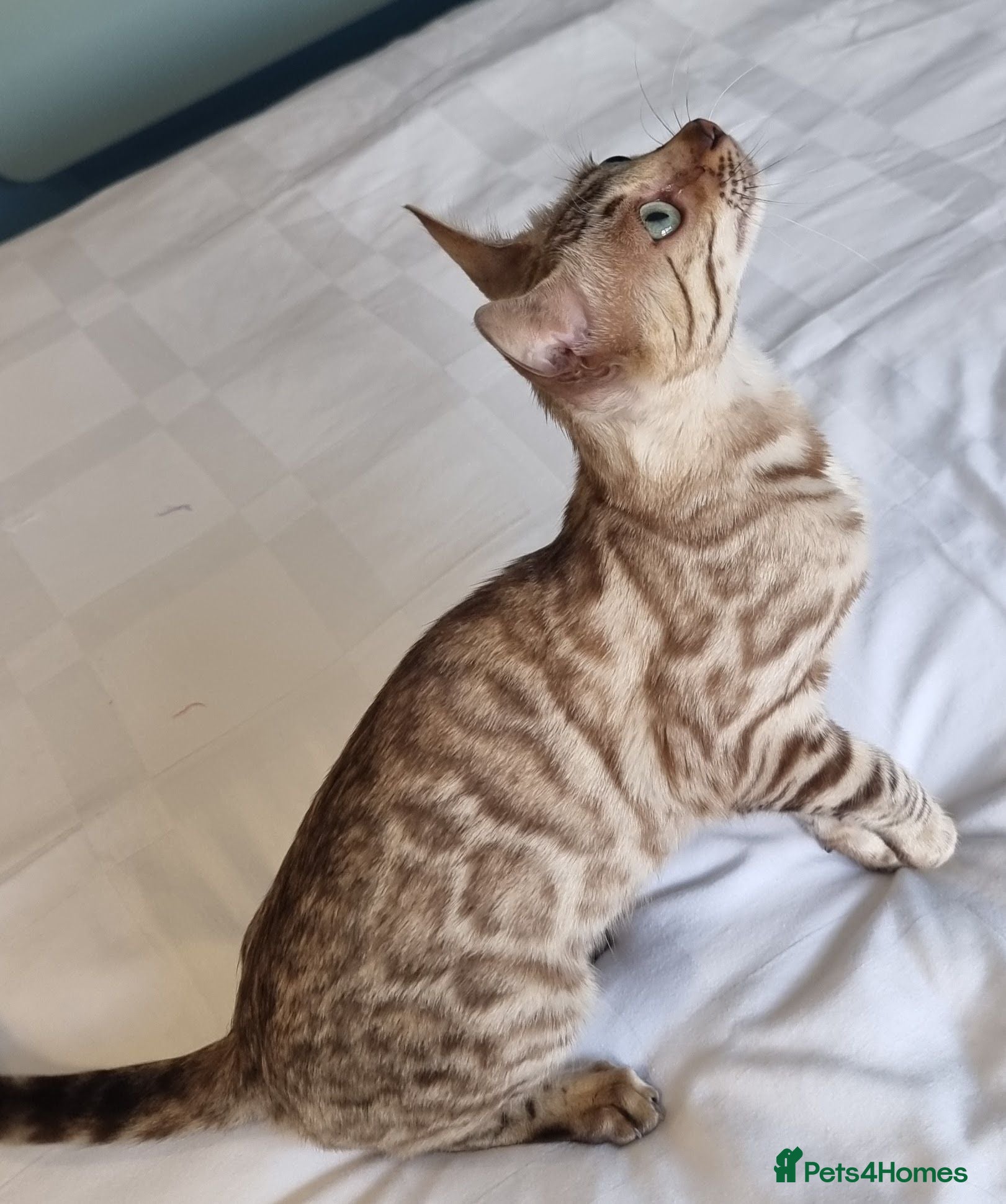 Bengal cats for sale: 12 month old female Bengal ready to leave - Advert 1