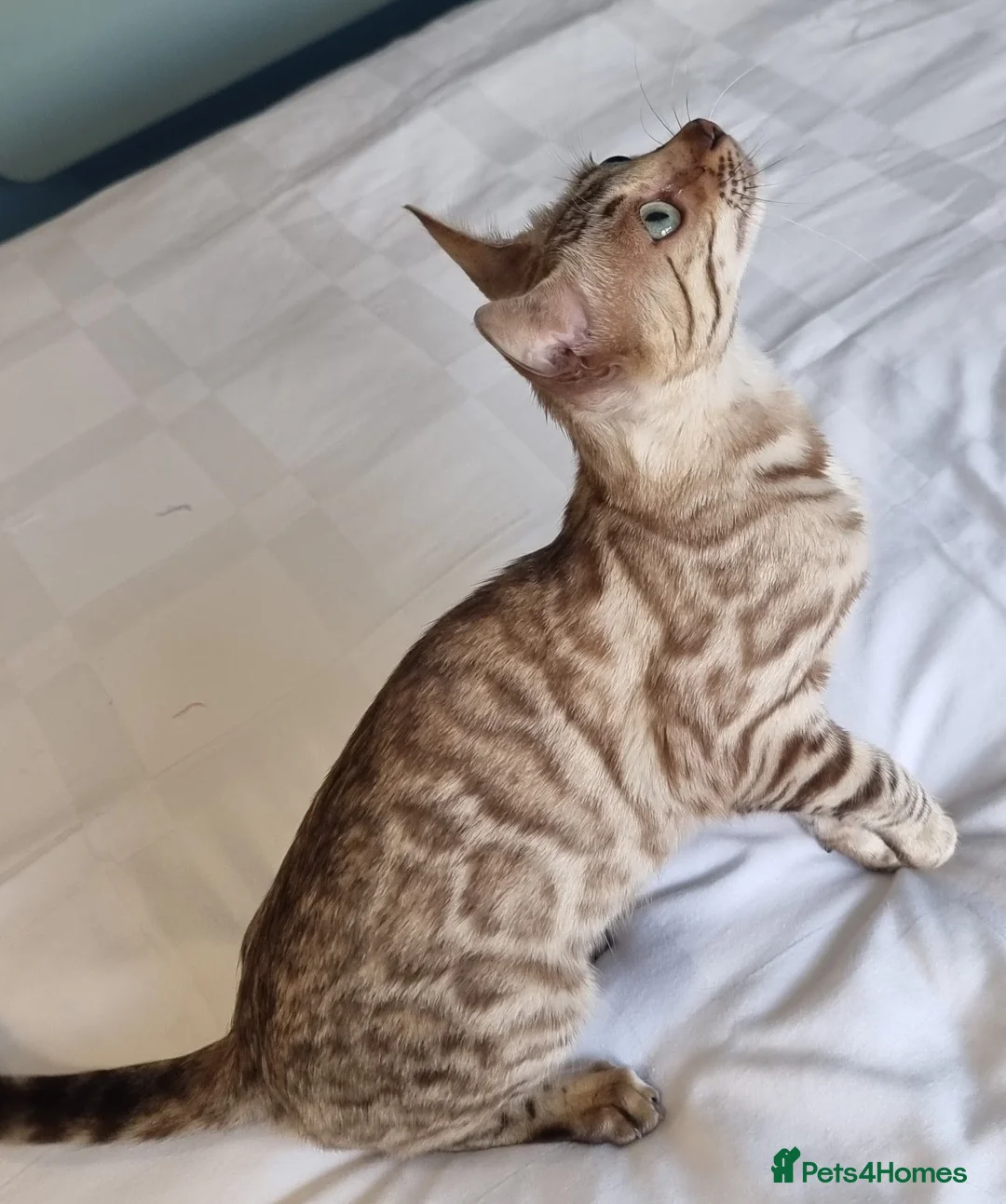 Bengal cats for sale: 12 month old female Bengal ready to leave - Advert 1