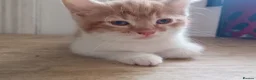 British Shorthair cats for sale: Shorthair Cross kitten - Advert 5