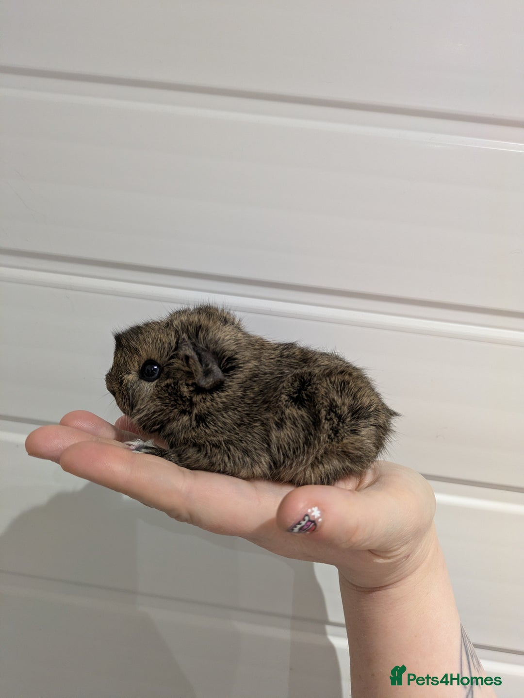 Guinea Pig rodents for sale: Guinea pigs location Dagenham Essex  - Advert 1