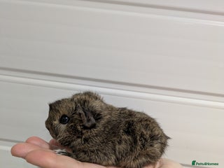 Guinea Pig rodents Guinea pigs location Dagenham Essex - Advert 1