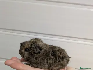 Guinea Pig rodents Guinea pigs location Dagenham Essex - Advert 20