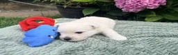 West Highland Terrier dogs for sale: Gorgeous West Highland Terriers in Tonbridge - Advert 7