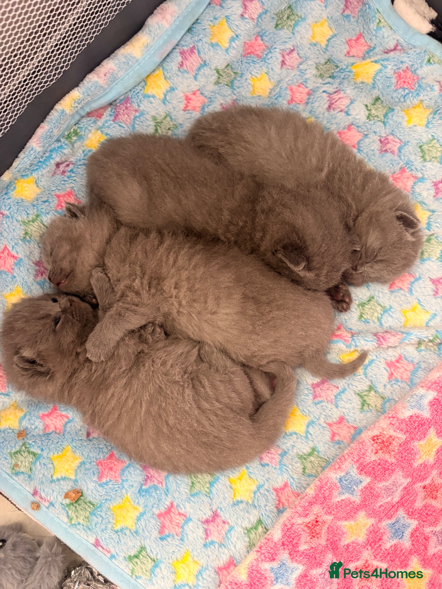 British Shorthair cats 4 British Shorthair Kittens For Sale 🐱 - Advert 1