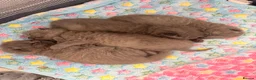British Shorthair cats for sale: 4 British Shorthair Kittens For Sale 🐱 - Advert 1