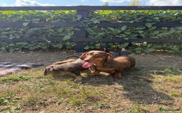 Mixed Breed dogs for sale: 🐾 Gorgeous Doxiepoo Puppies – Ready 07/08! 🐾 - Image 19
