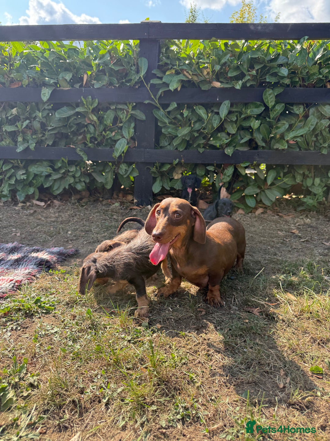 Mixed Breed dogs for sale: 🐾 Gorgeous Doxiepoo Puppies – Ready 07/08! 🐾 - Image 19