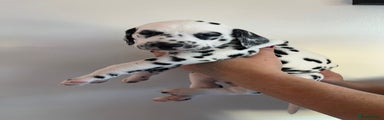 Dalmatian Puppy 4