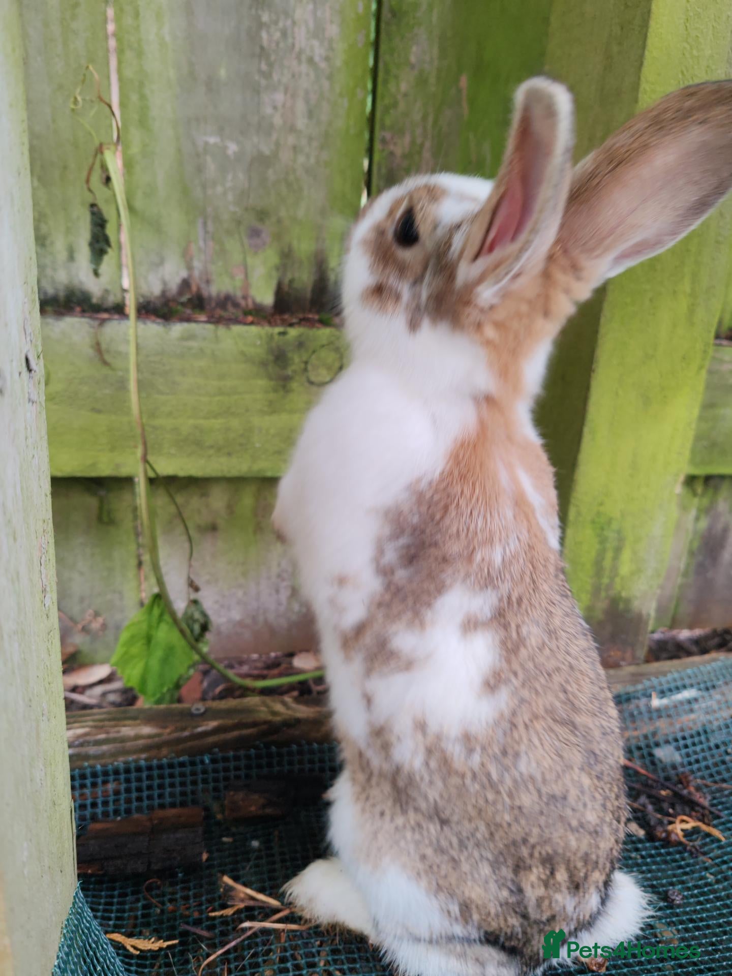 Flemish rabbits Beautiful baby rabbits  - Advert 12
