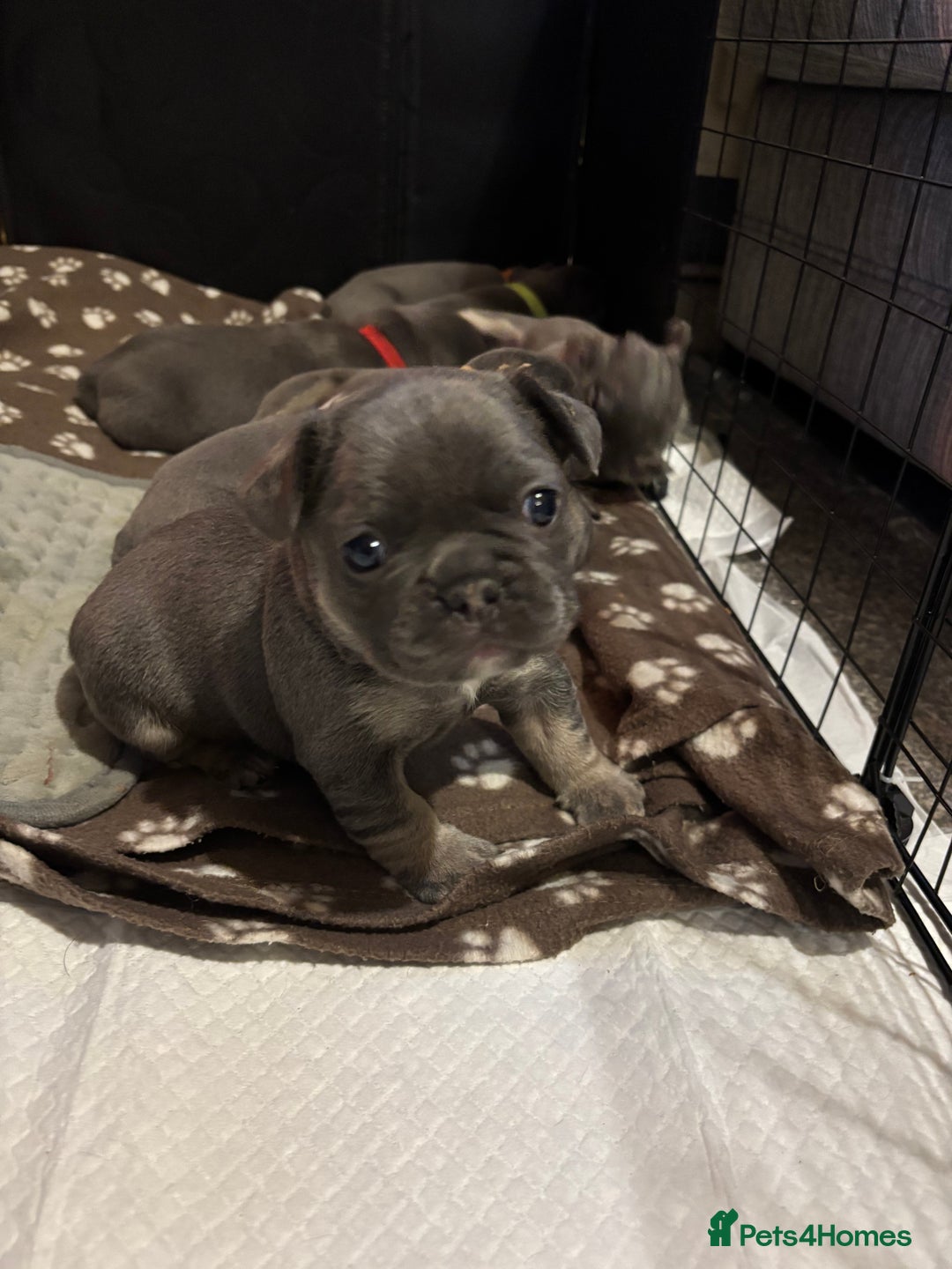 French Bulldog dogs for sale: French bulldog puppies - Advert 9