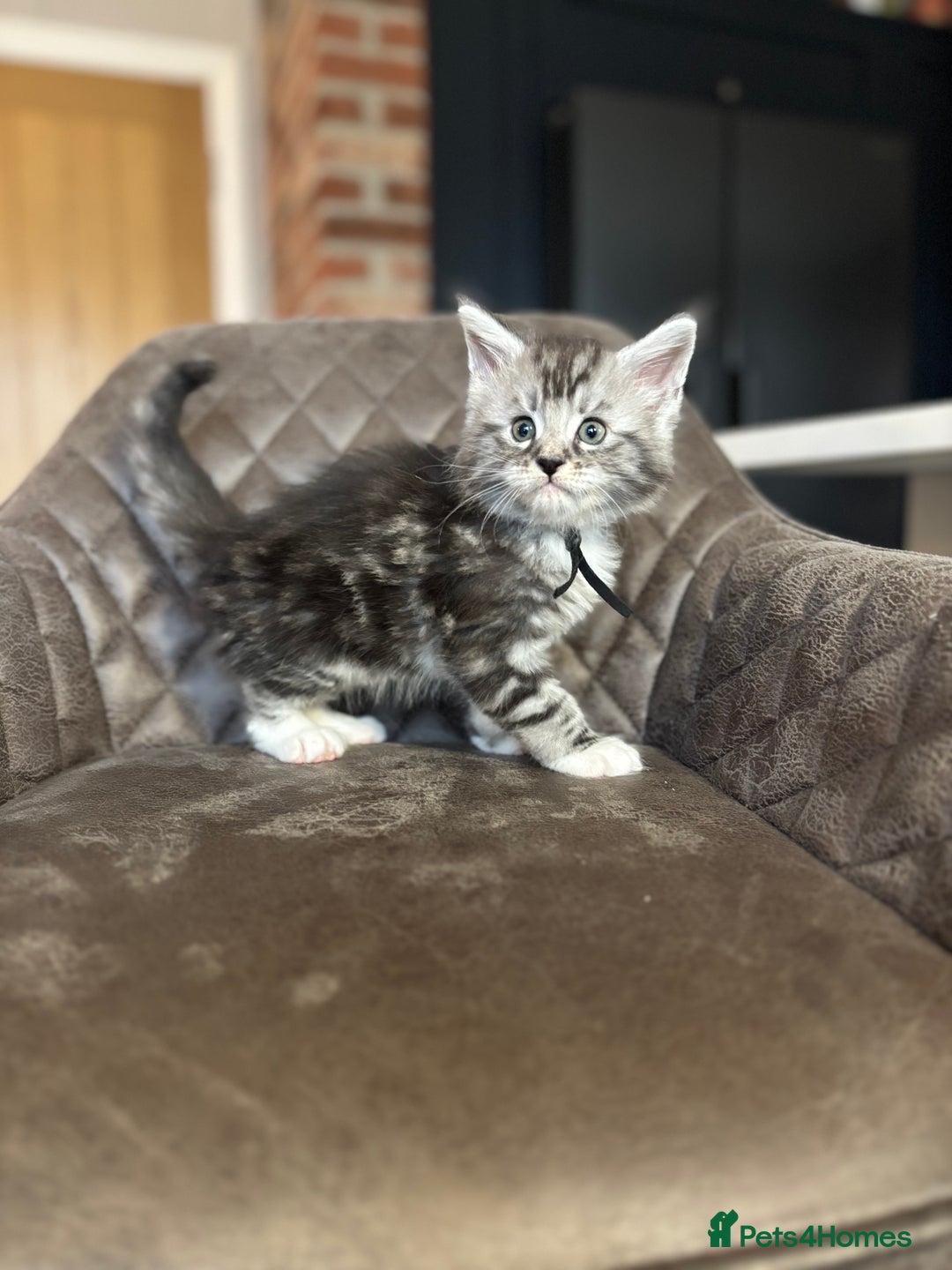 Maine Coon cats for sale: Maine Coon Kittens - Ready early Feb - Advert 3