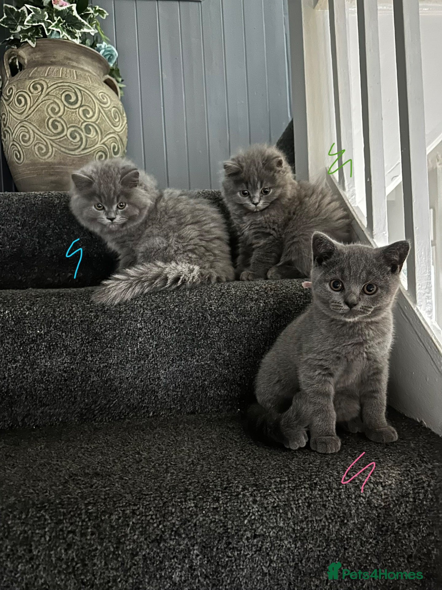 British Longhair cats British Longhaired Kittens - Advert 1