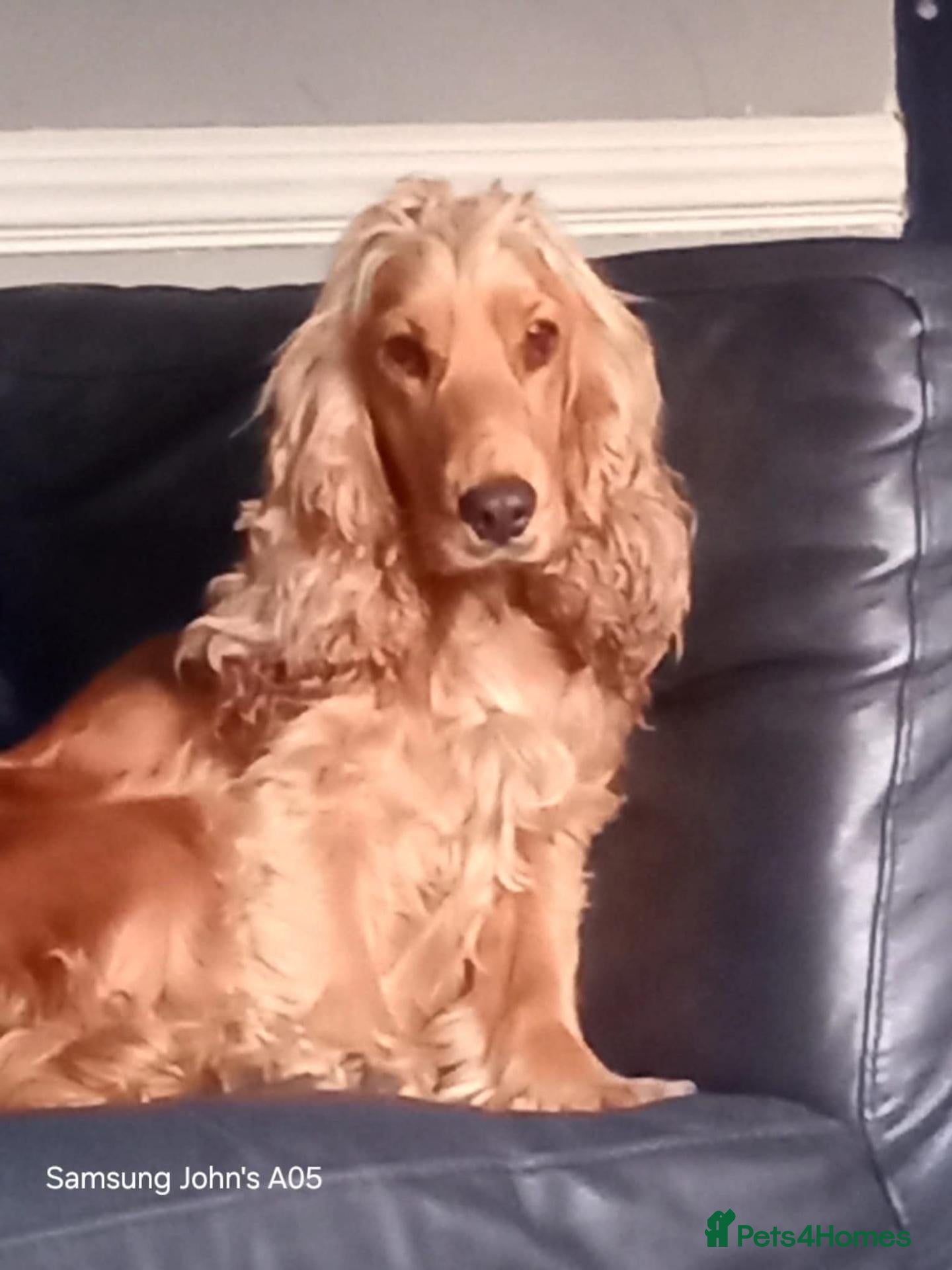 English Springer Spaniel dogs Our beautifull 3 year old  - Advert 1