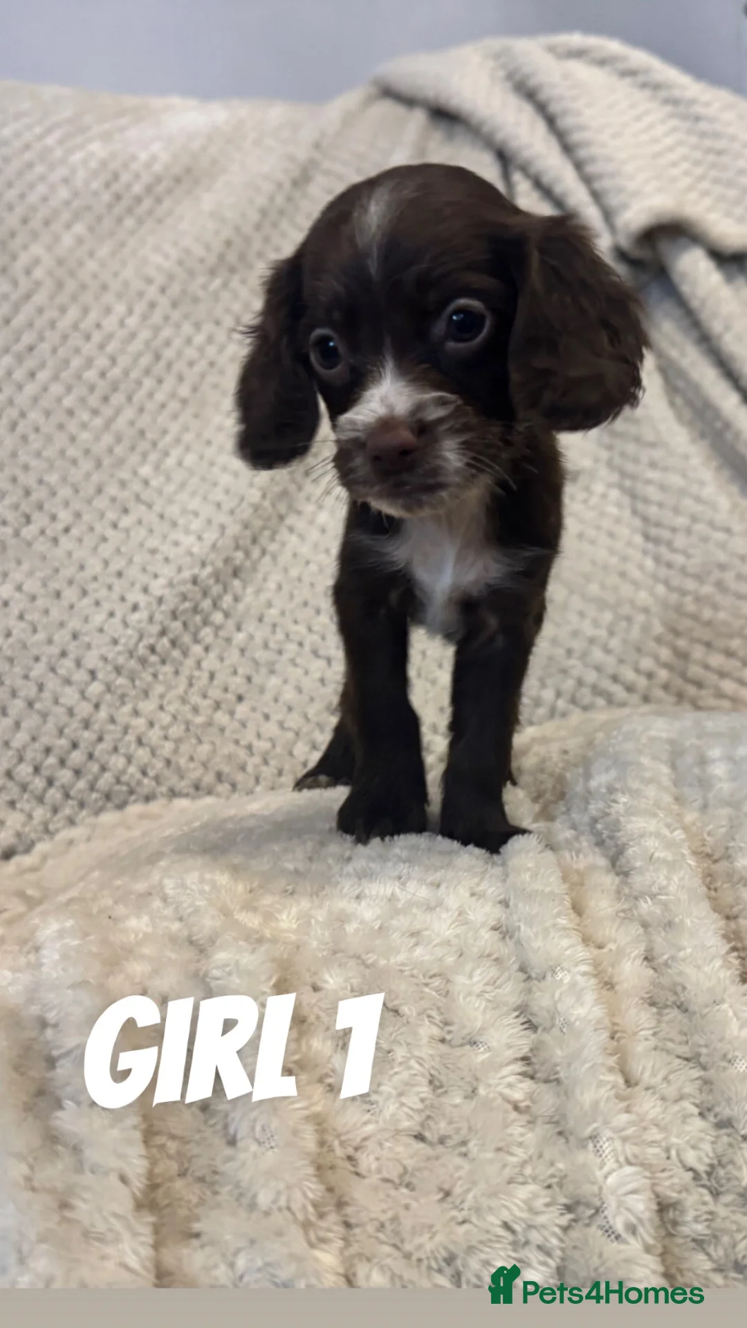 Cocker Spaniel dogs for sale: Working Cocker Spaniels in Spalding - Advert 1
