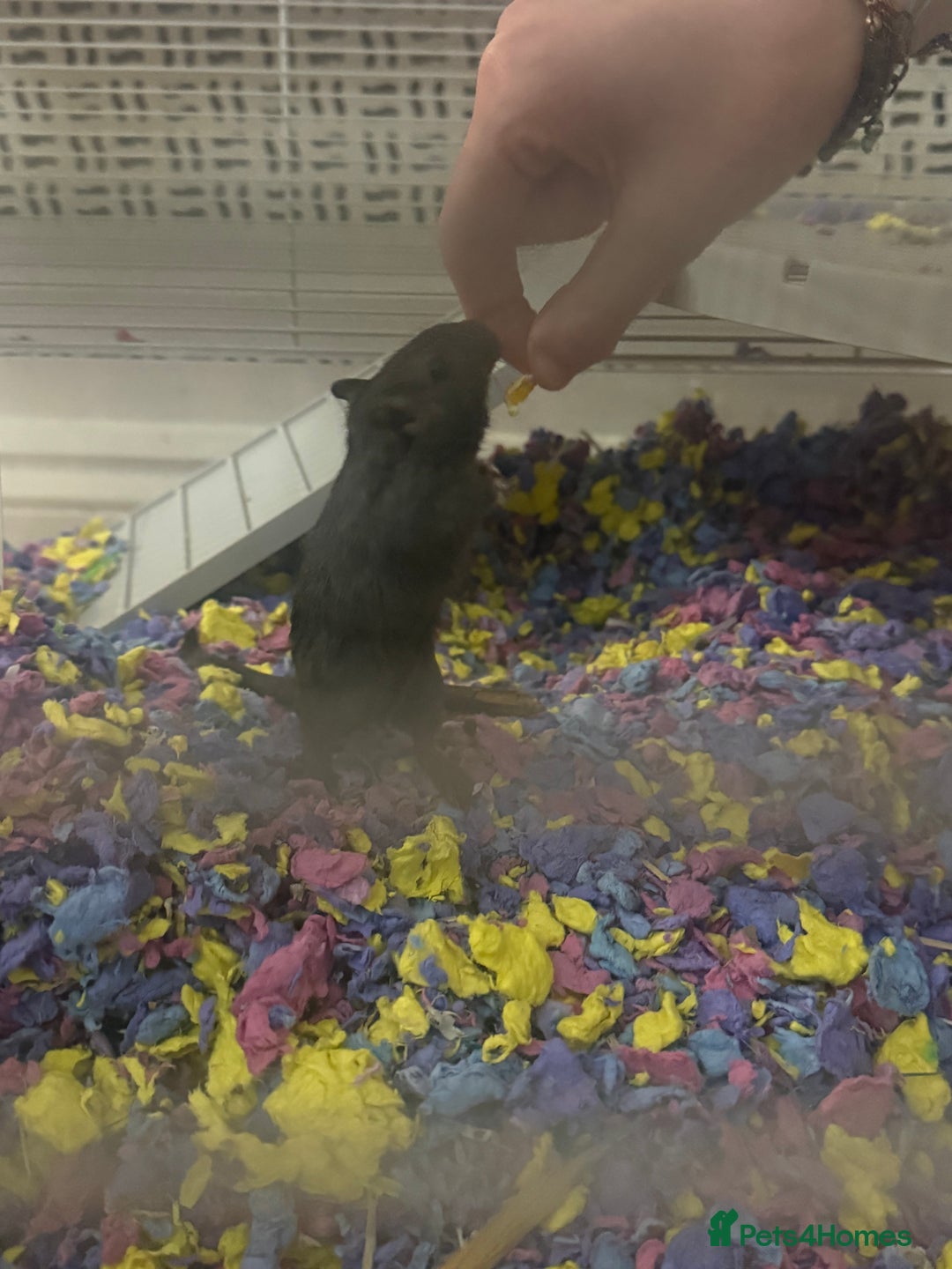 Gerbil rodents for sale: 2 female gerbils for sale,canvey island essex - Advert 3