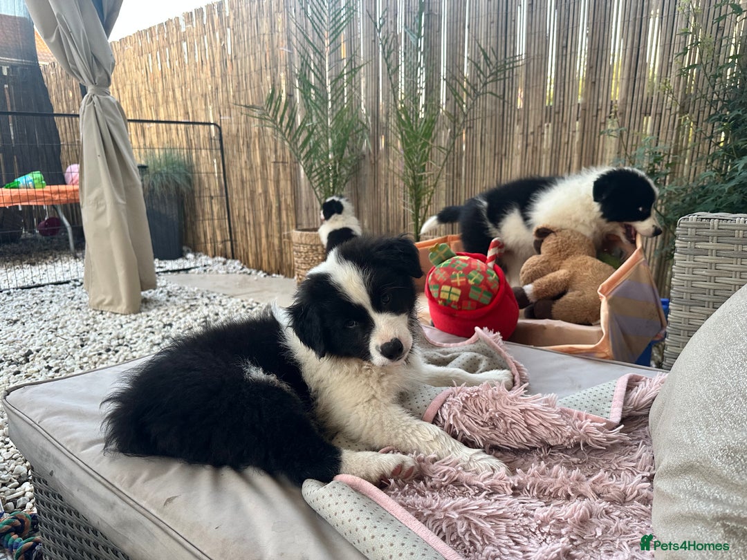 Border Collie dogs for sale: Dylan /Dill - ONLY 4 LEFT International Champion blood line - Image 28