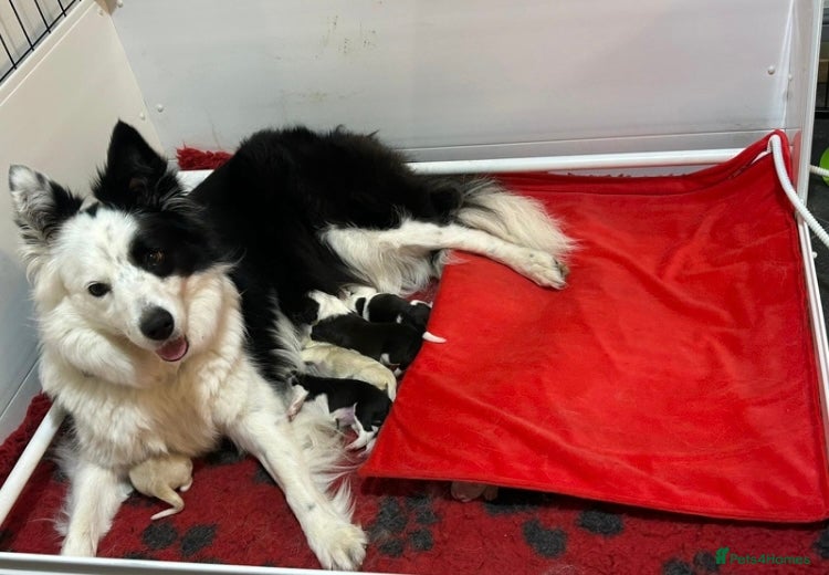 Border Collie dogs KC reg Border Collie Puppies - Advert 2