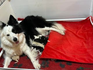 Border Collie dogs KC reg Border Collie Puppies - Advert 2