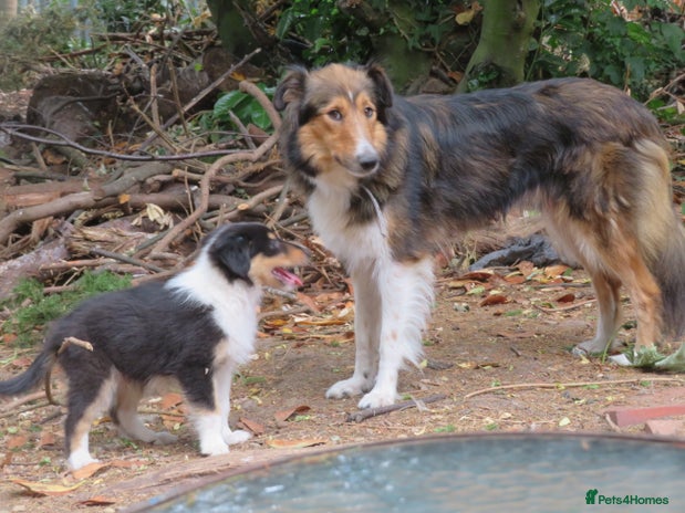 Mixed Breed dogs - Advert 7