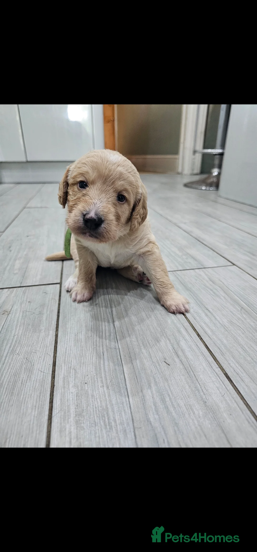 Mixed Breed dogs for sale: READY TO GO - 3 Beagador/miniature poodle puppies - Advert 25