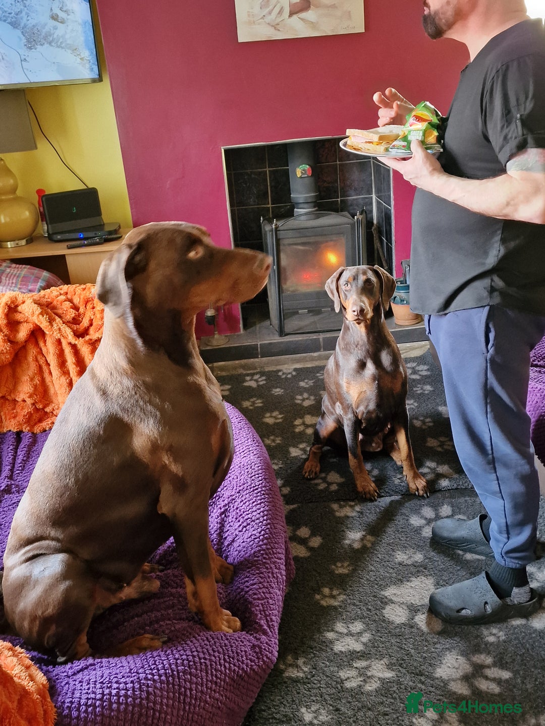Dobermann dogs for sale: *HEALTH TESTED,HOME REARED,STUNNING DOBERMAN PUPS - Image 34
