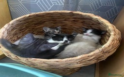 Ragamese cats for sale: 7 beautiful kitten  - Image 19