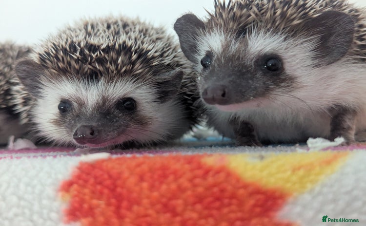 Pygmy Hedgehog rodents - Advert 3