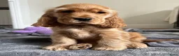 Cocker Spaniel dogs for sale:  Cocker Spaniel Puppy in Windsor - Advert 2