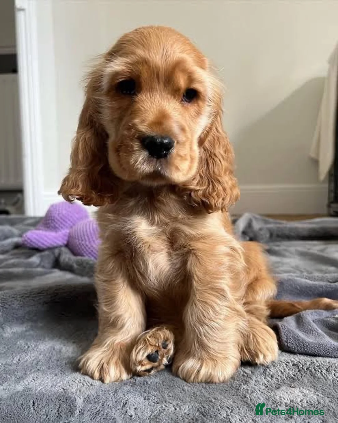 Cocker Spaniel dogs for sale:  Cocker Spaniel Puppy in Windsor - Advert 2