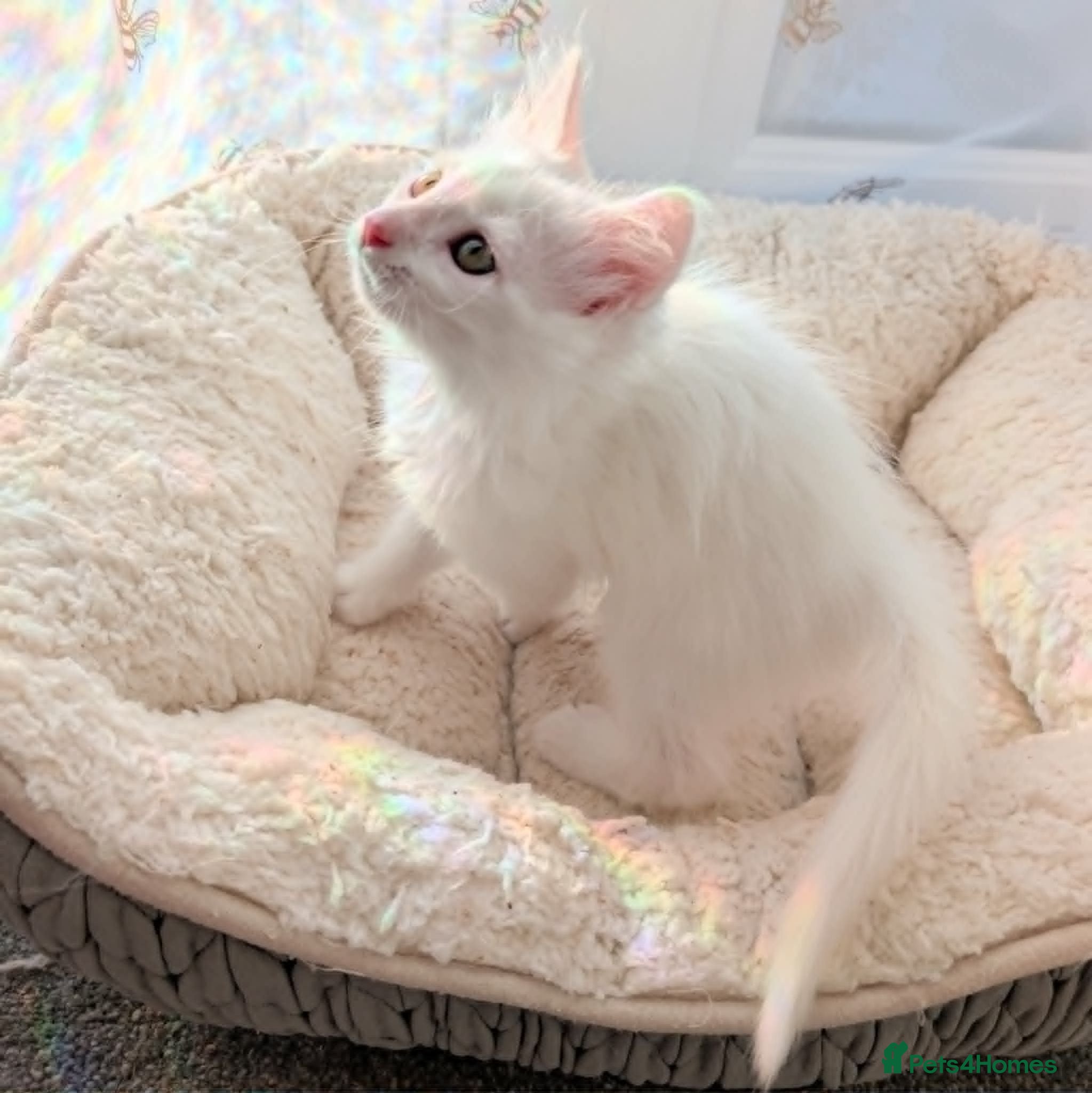 Turkish Angora cats Fluffy Turkish Angora Boy - Advert 2