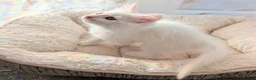 Turkish Angora cats for sale: Fluffy Turkish Angora Boy - Advert 2