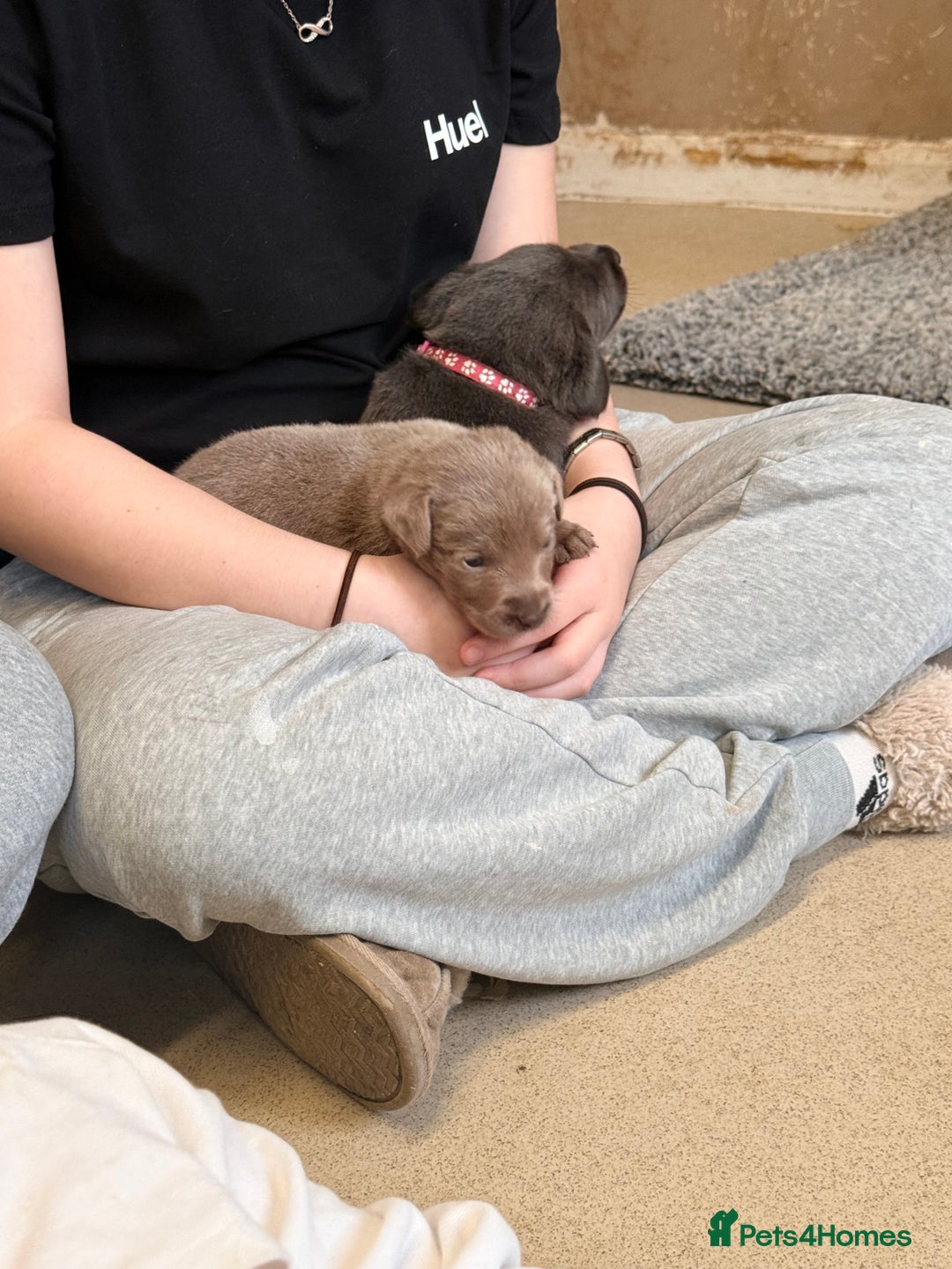 Labrador Retriever dogs for sale: Beautiful silver and charcoal labradors  - Image 11