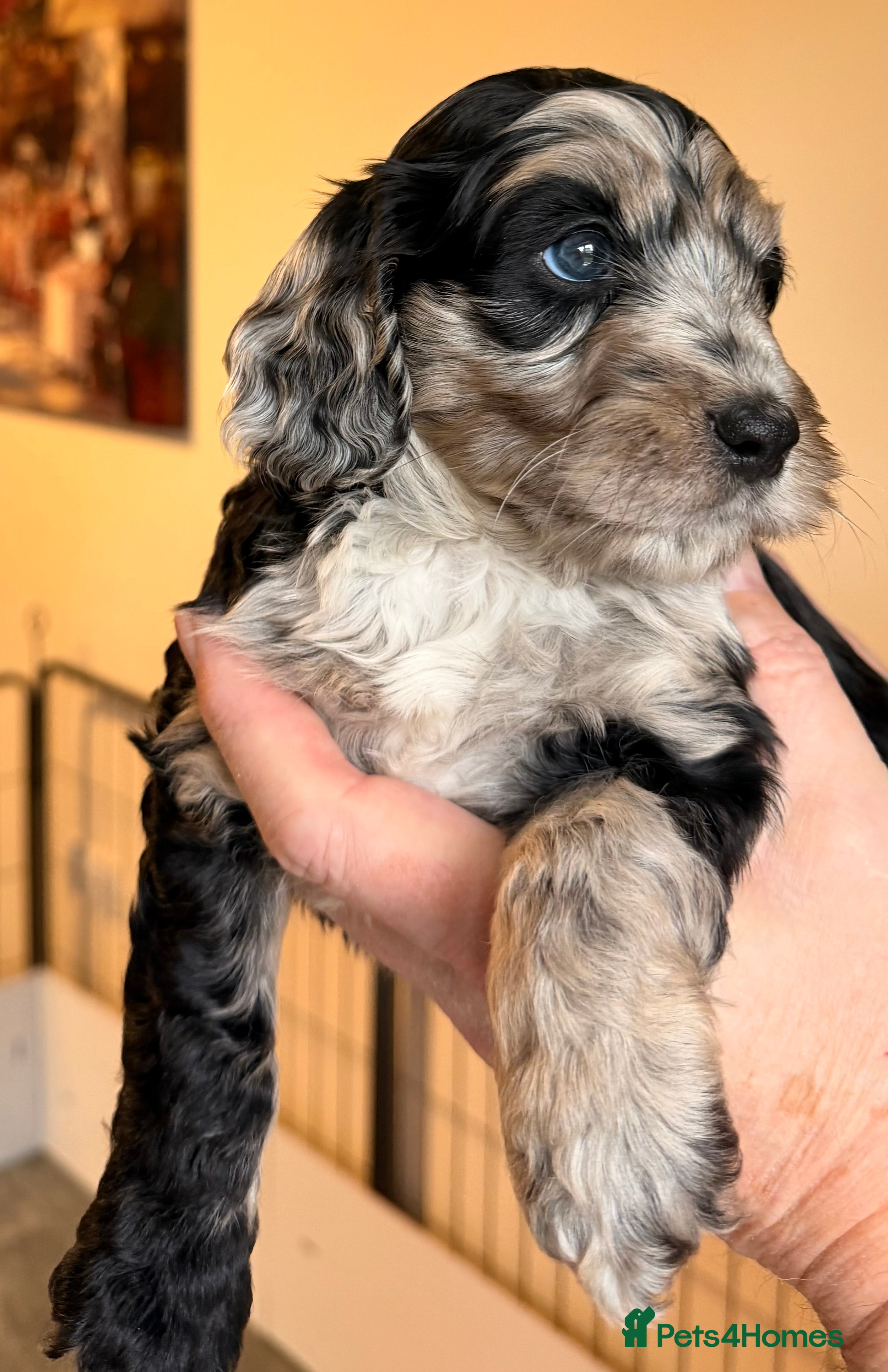 Cockapoo dogs F1 Cockapoo Puppies - Advert 6