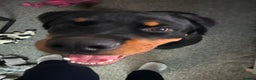 Rottweiler dogs for sale: Rottweiler pup for rehome - Advert 9