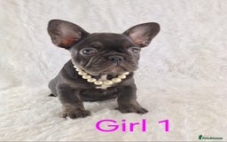 French Bulldog dogs for sale: Classic French Bulldog Puppies  - Image 13