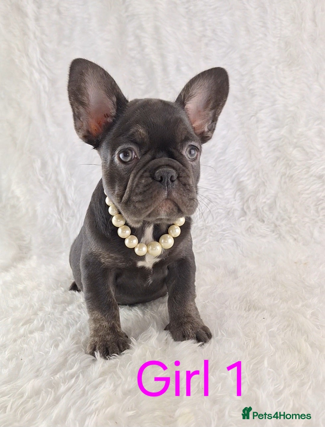 French Bulldog dogs for sale: Classic French Bulldog Puppies  - Image 13