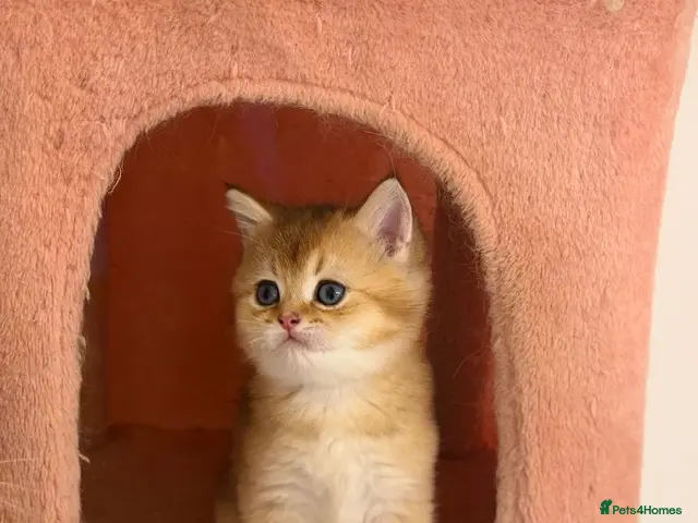 British Shorthair cats for sale: BRITISH SHORT HAIR NY12,GOLDEN , WHITE COLORPOINT - Advert 1