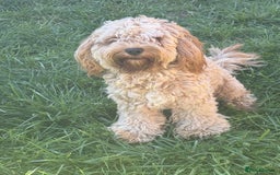 Mixed Breed dogs for sale: Cavalier King Charles Spaniel x Cockapoo - Image 8