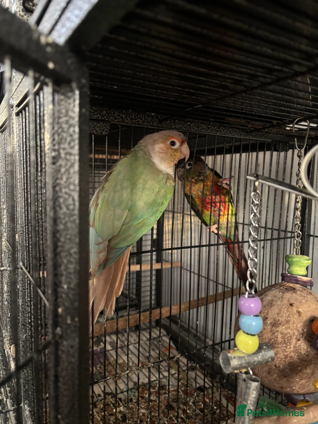 Conures birds for sale: Lovely Conures  - Advert 19