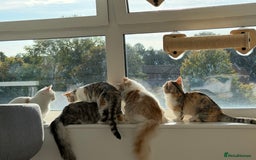 Munchkin cats for sale: Pedigree TICA Munchkin Kittens – Short Legs 🐈 - Image 25